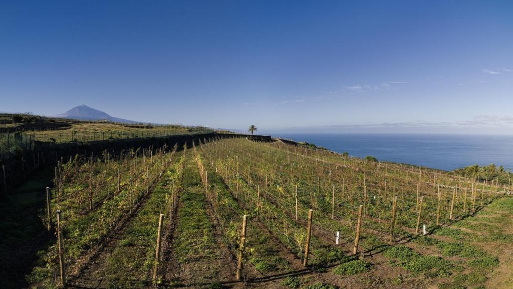 Vista del Teide desde el viñedo de Bodegas El Sitio