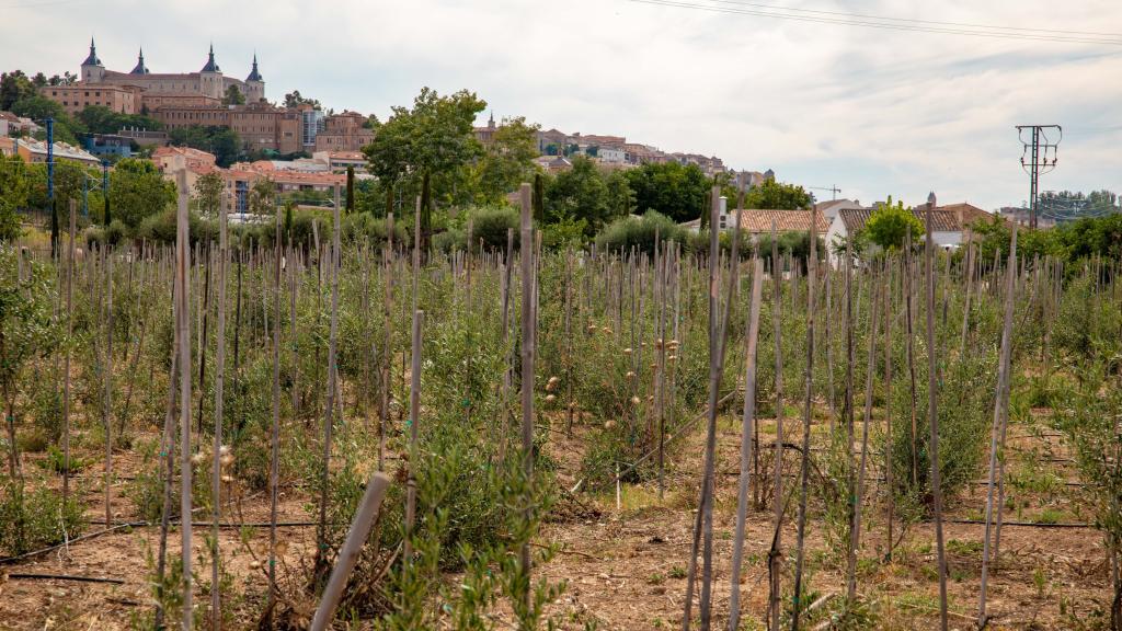 Estado actual de la plantación de olivos que formarán en laberinto.