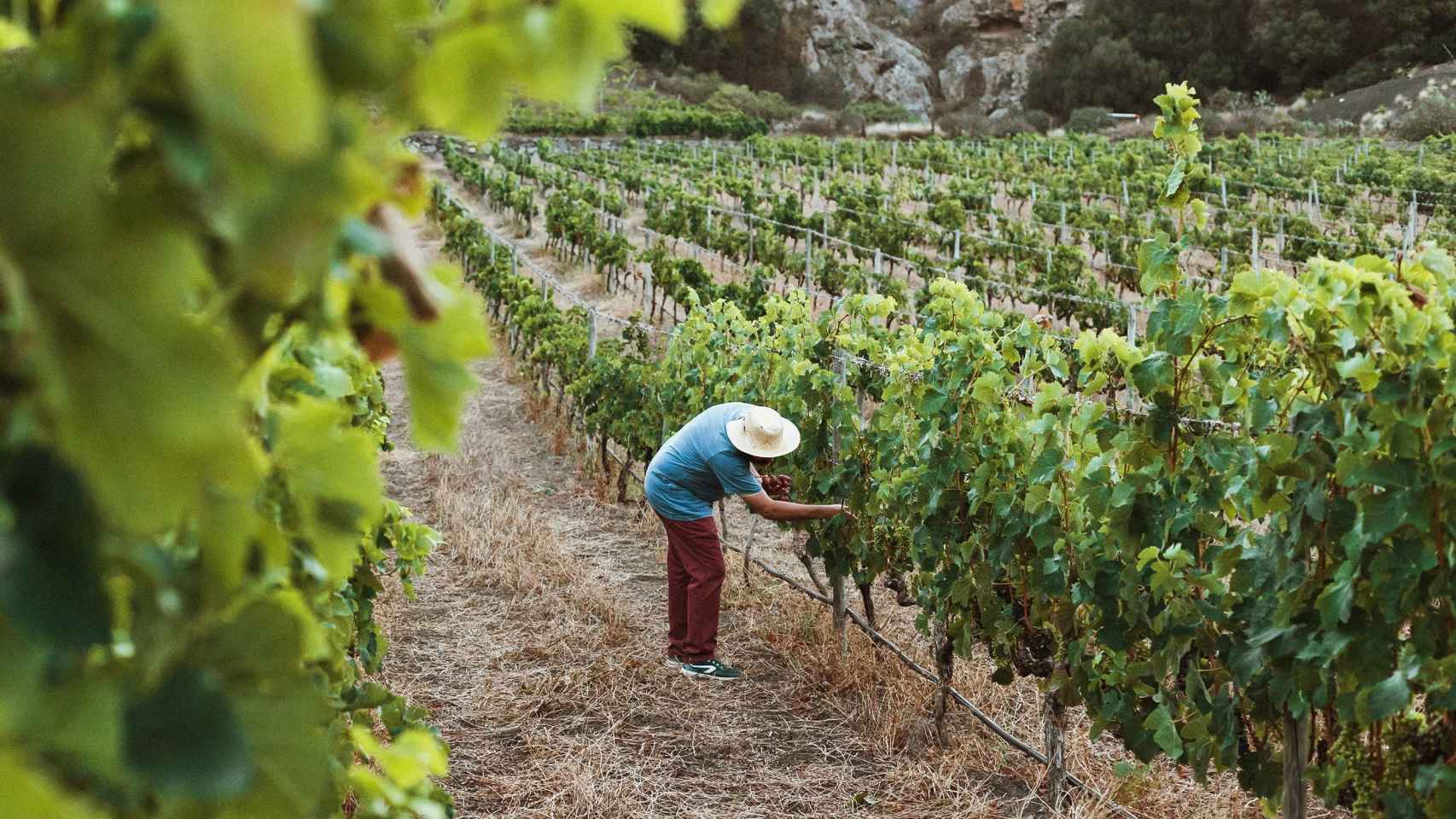 Un agricultor trabaja viñas.