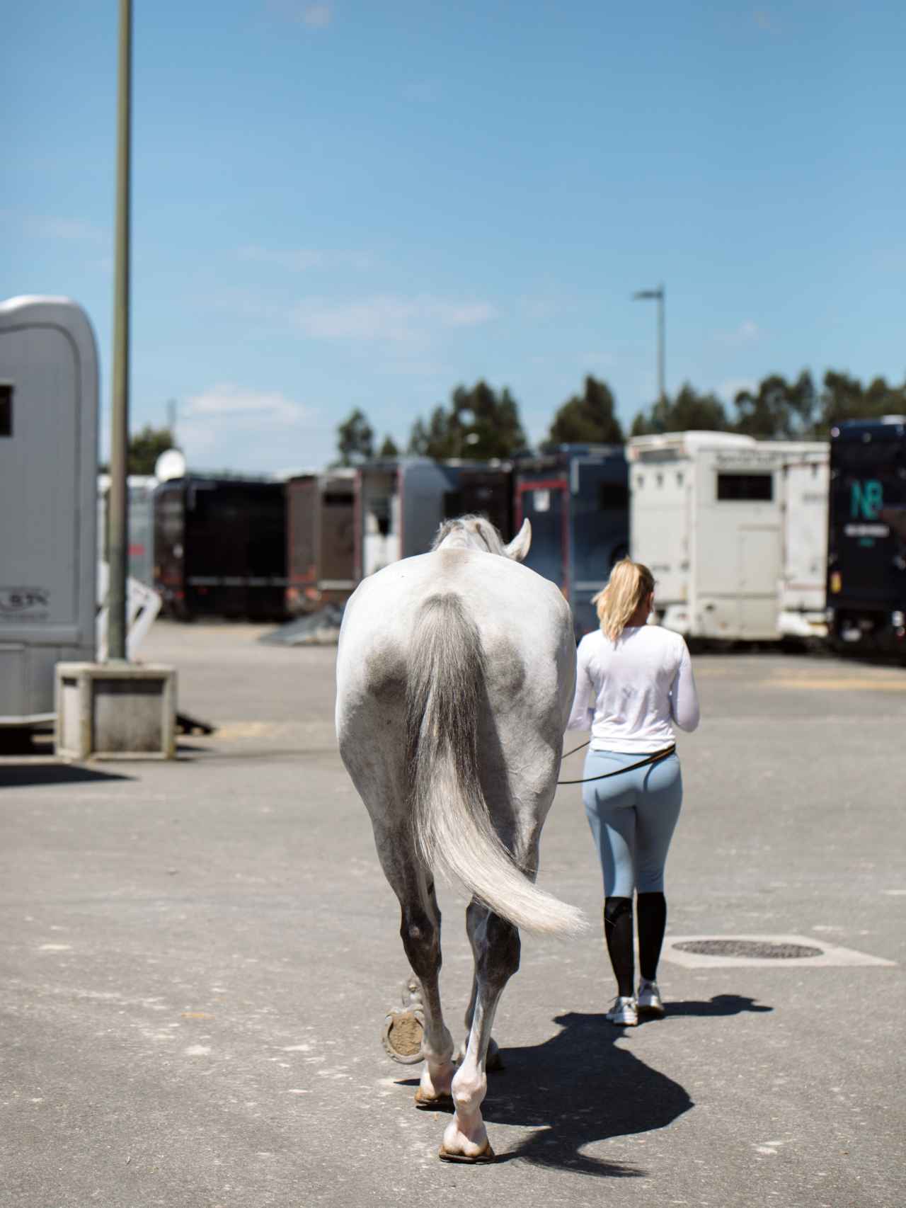 Un caballo camina hacia el aparcamiento del hipódromo de Casas Novas
