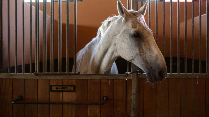 Un caballo de la escuela asoma la cabeza en las cuadras