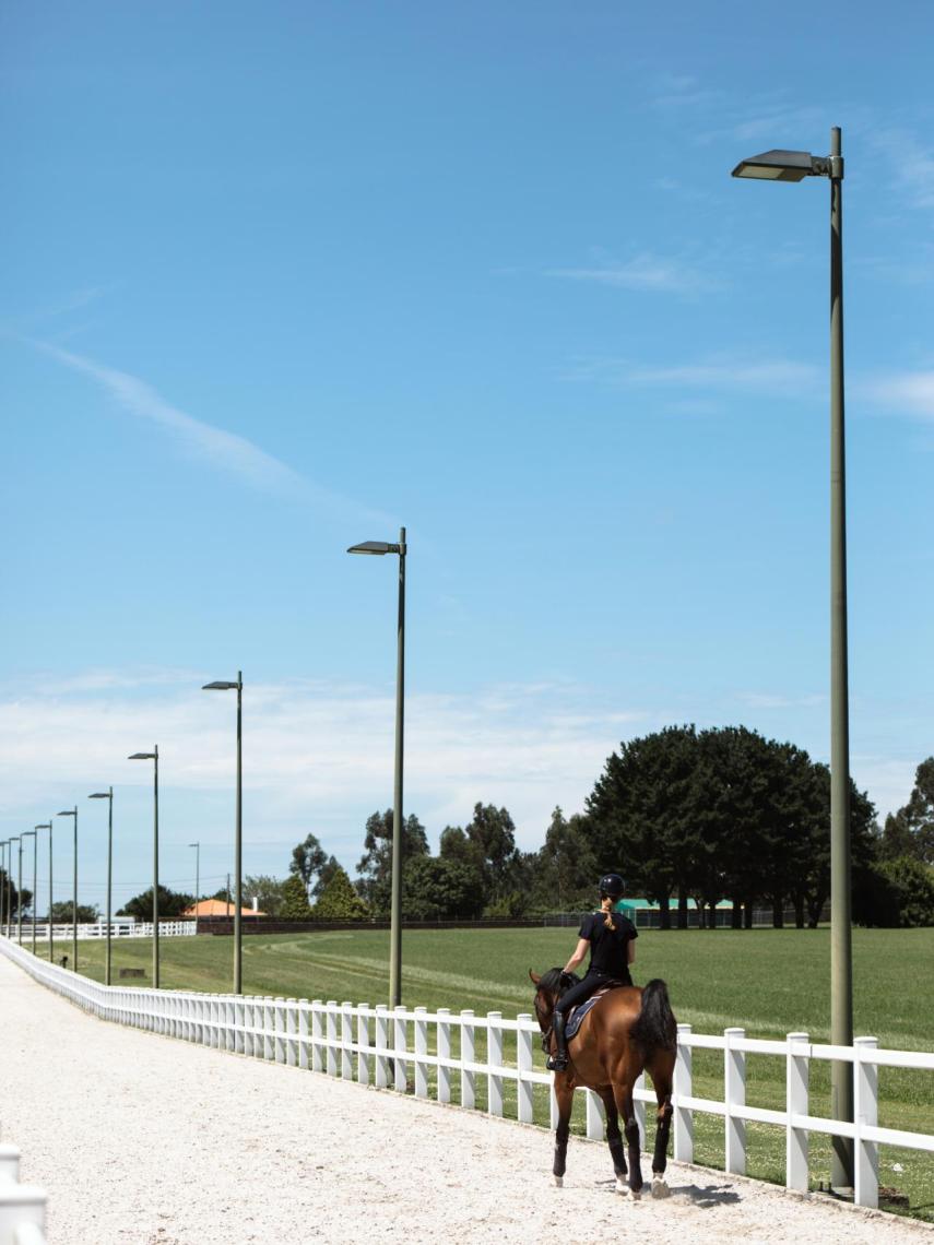 Un caballo en una manga del hipódromo