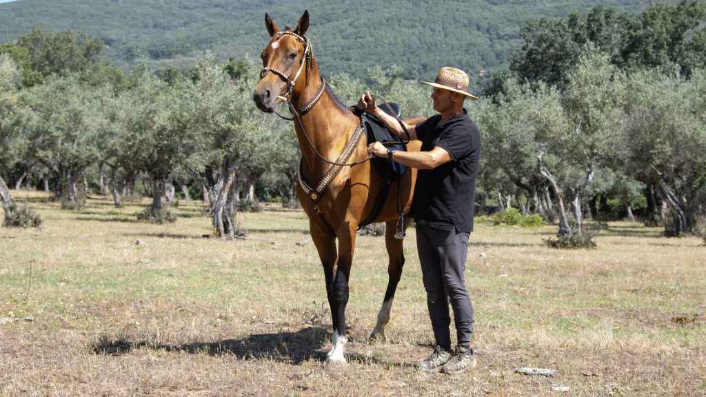 El domador de caballos Serradilla prepara uno de los Akhal Teké de Fincas Arias