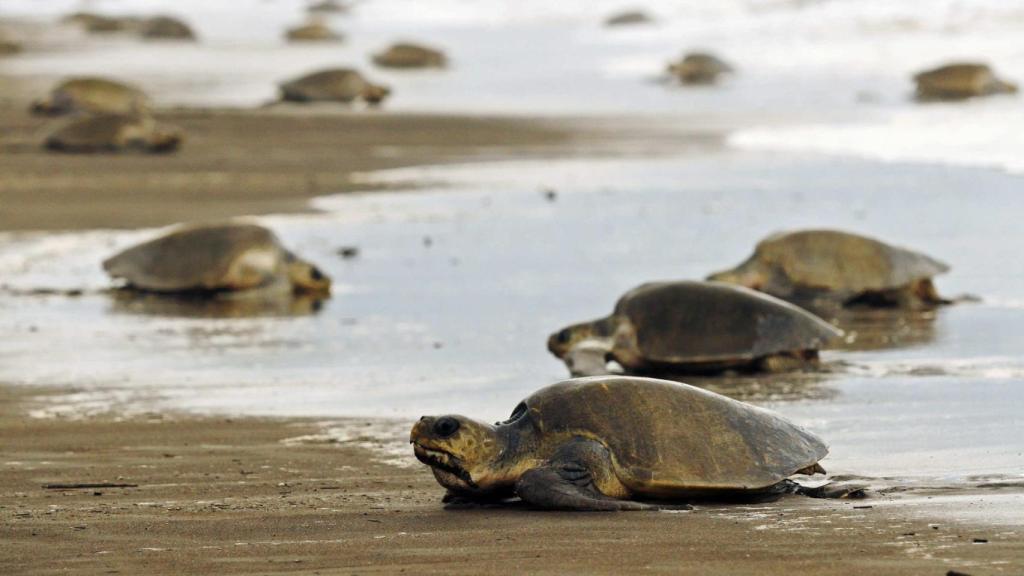 Tortugas en una playa preparadas para desovar, en imagen de archivo.