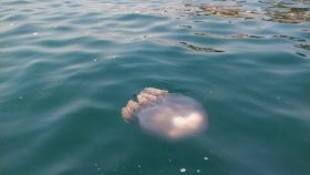 Una medusa en una playa de Málaga.