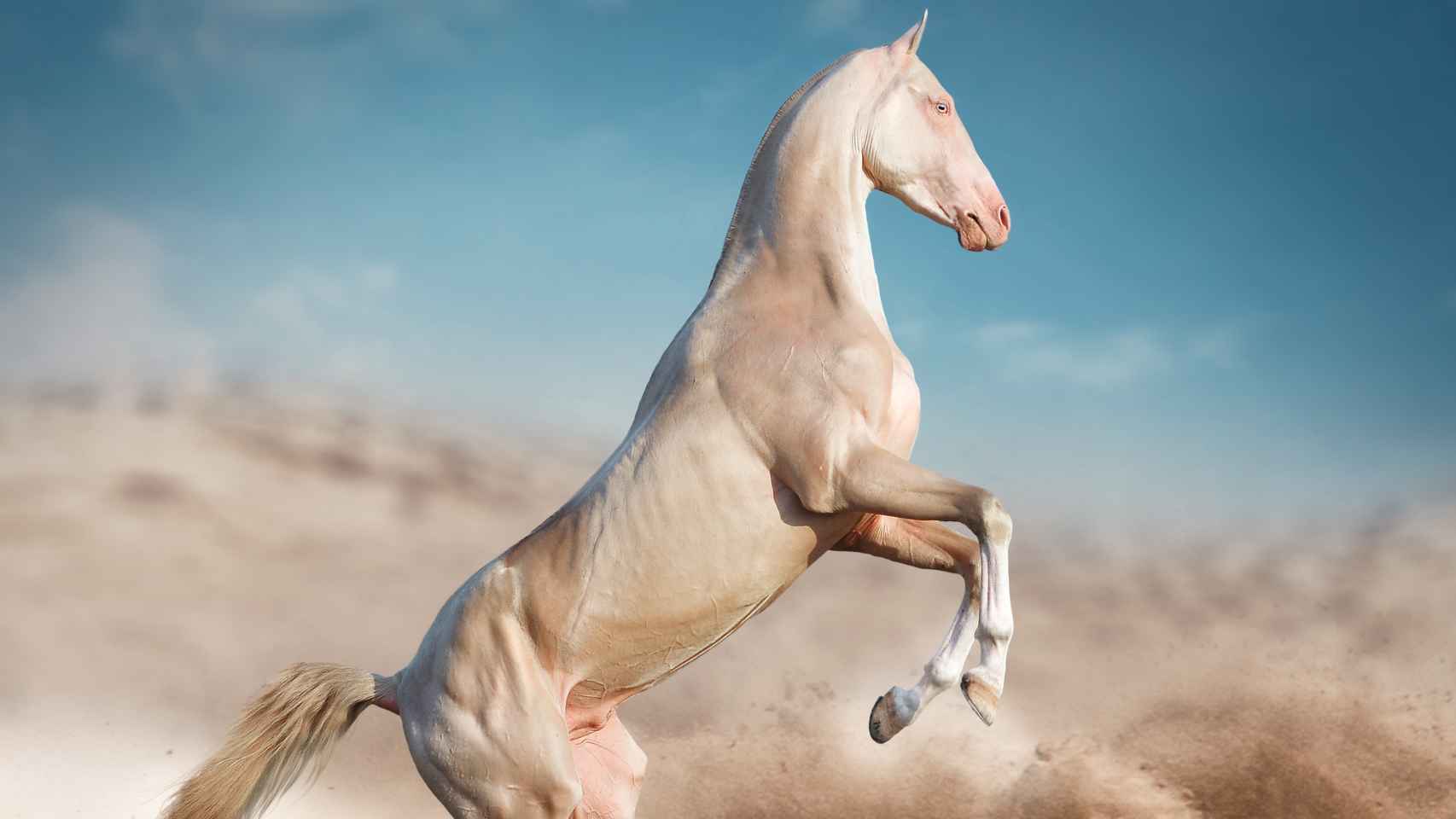 Vista de un caballo perlino de Akhal Teké en el desierto
