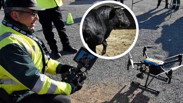 Agentes de la Guardia Civil manejando el servicio de drones y, en el círculo, un novillo, en un montaje de El Español