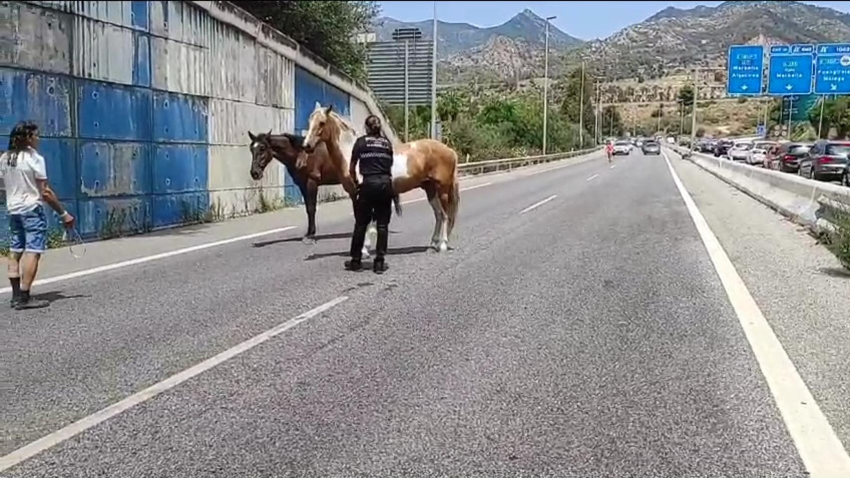 Rescatados dos caballos que corrían desbocados por la autovía A7