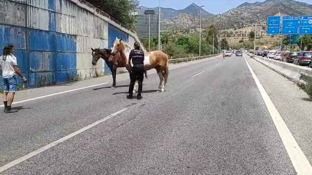 La Policía Local de Marbella rescatan a dos caballos que corrían sueltos por la autovía A-7