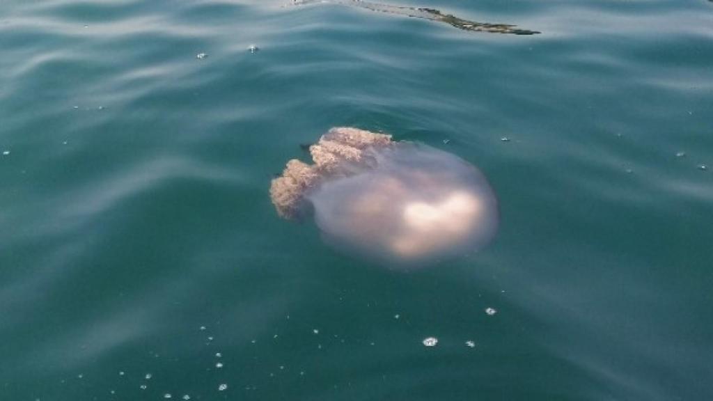 Ejemplar de medusa en las playas de Málaga