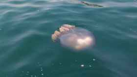 Ejemplar de medusa en las playas de Málaga