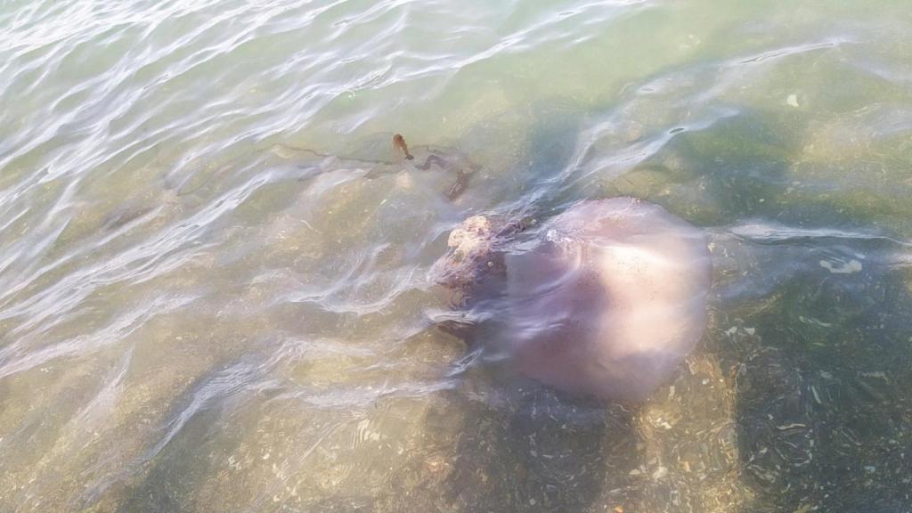 Ejemplar de medusa en las playas de Málaga