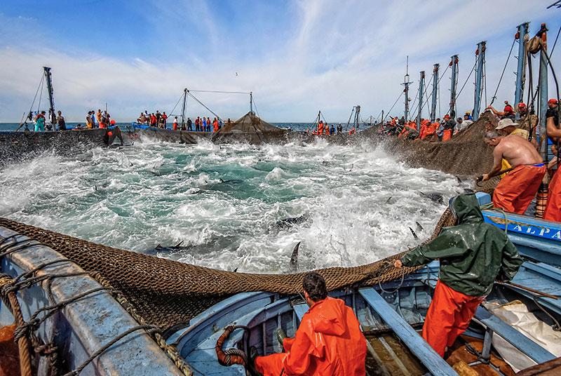 La pesca del atún y del bonito guarda muchas diferencias, pero ambas son impactantes de ver. Fuente: atuneate.com