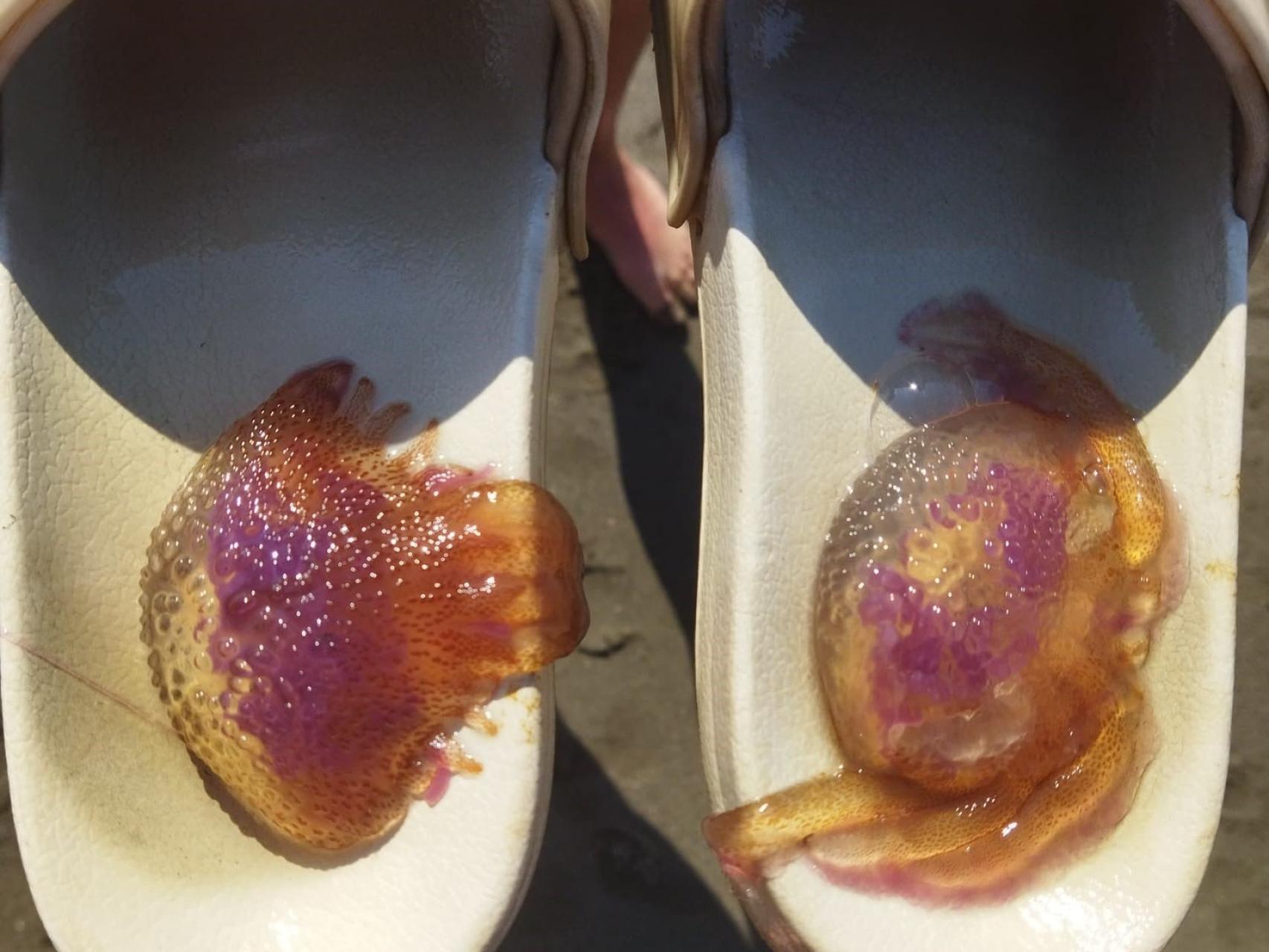 Ejemplar de  medusa clavel en las playas de Málaga (2021).