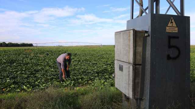 Un agricultor observa el estado de su cultivo de remolacha