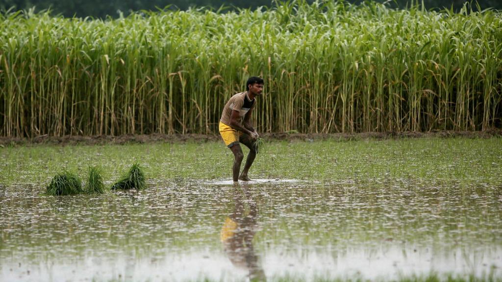 Un agricultor planta arroz junto a un cultivo de caña de azúcar en un campo en Shamli, en el estado de Uttar Pradesh, en el norte de la India.