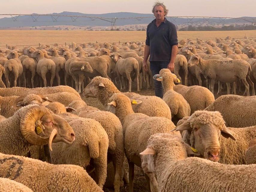 Merino Spain cría más de 6.000 cabezas de ovejas merinas desde Don Benito (Badajoz).