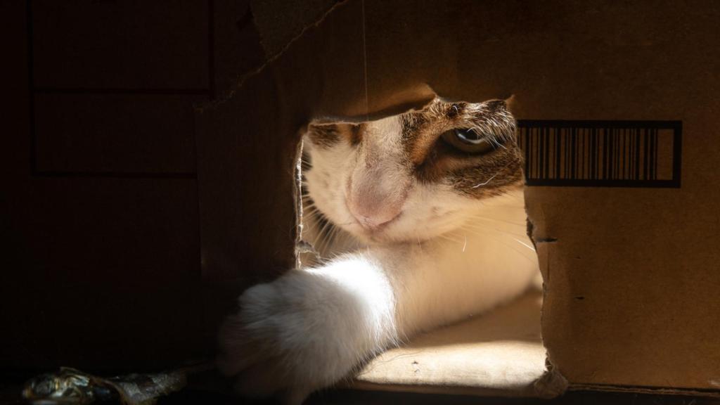 Un gato jugando en una caja de cartón.