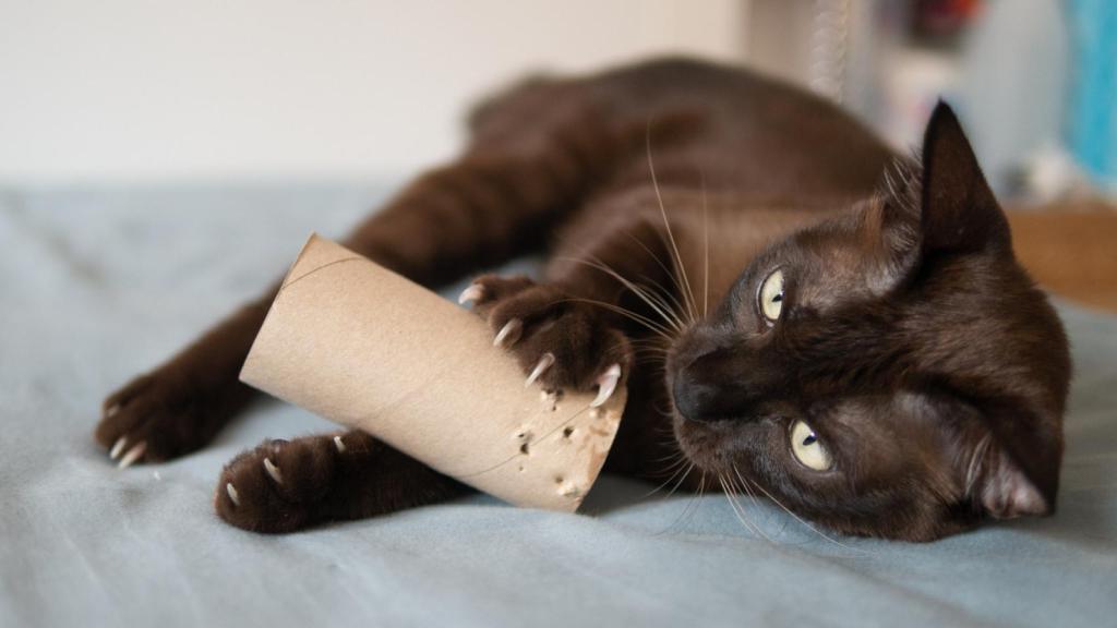 Gato con un tubo vacío de papel higiénico.