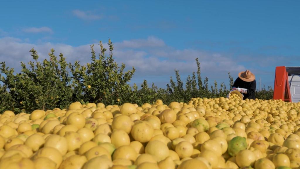 Recolección de limones para esencia de perfume.