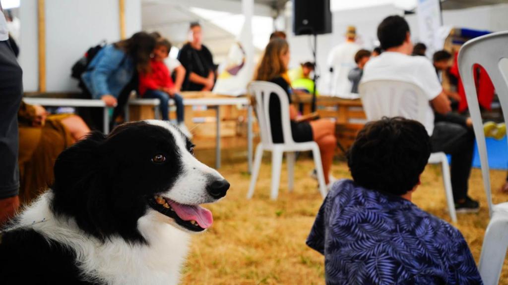 El Festival de Mascotas se celebrará del 3 al 6 de agosto en el marco del evento Equiocio Ferrol