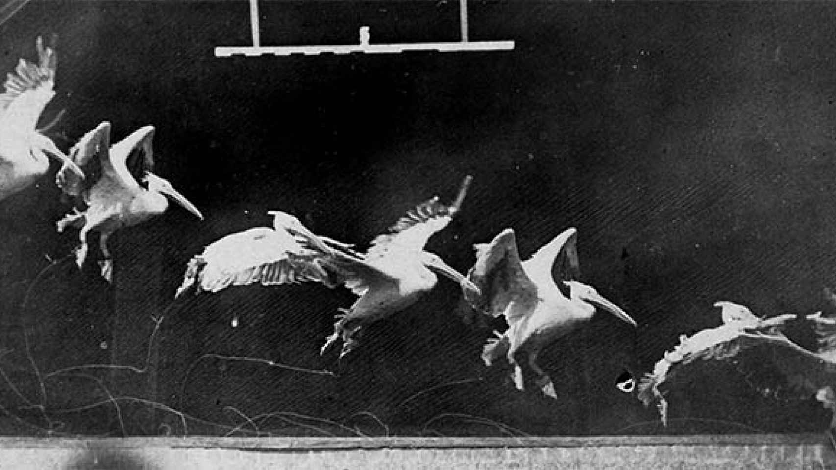 Trayectoria de movimiento de un ave de Etienne Jules Marey.
