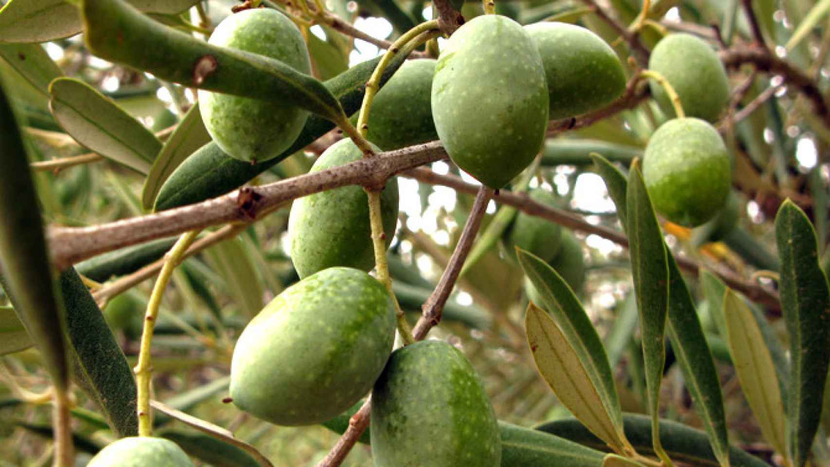 El proceso de producción del aceite de oliva empieza en el campo