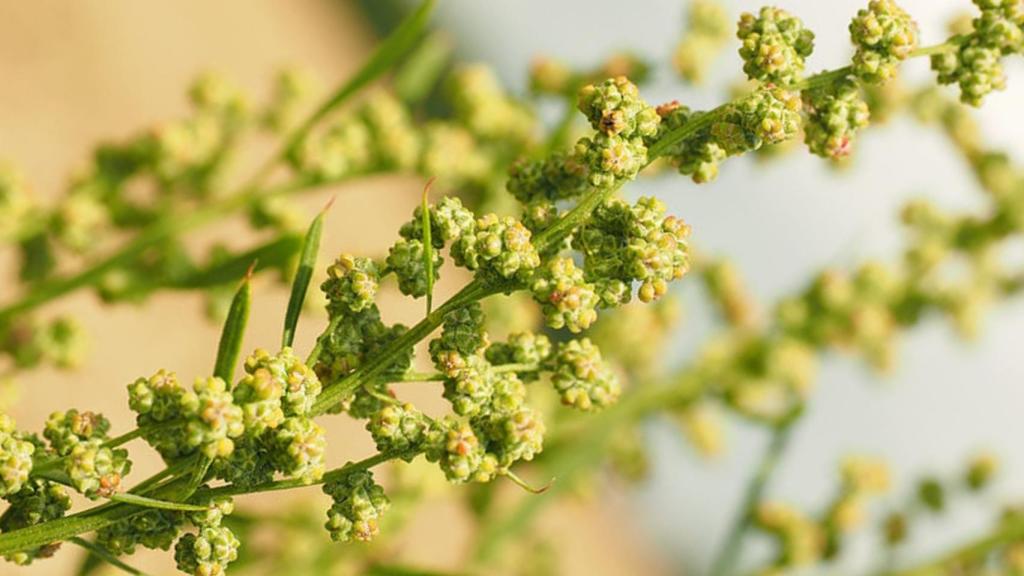 Acedera (Rumex Acetosa)