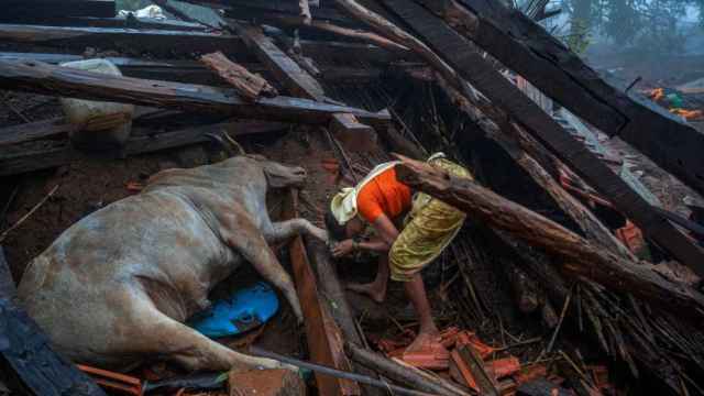 Una mujer ora por su vaca muerta tras derrumbarse su casa por un deslizamiento de tierra en Irshalwadi (India).
