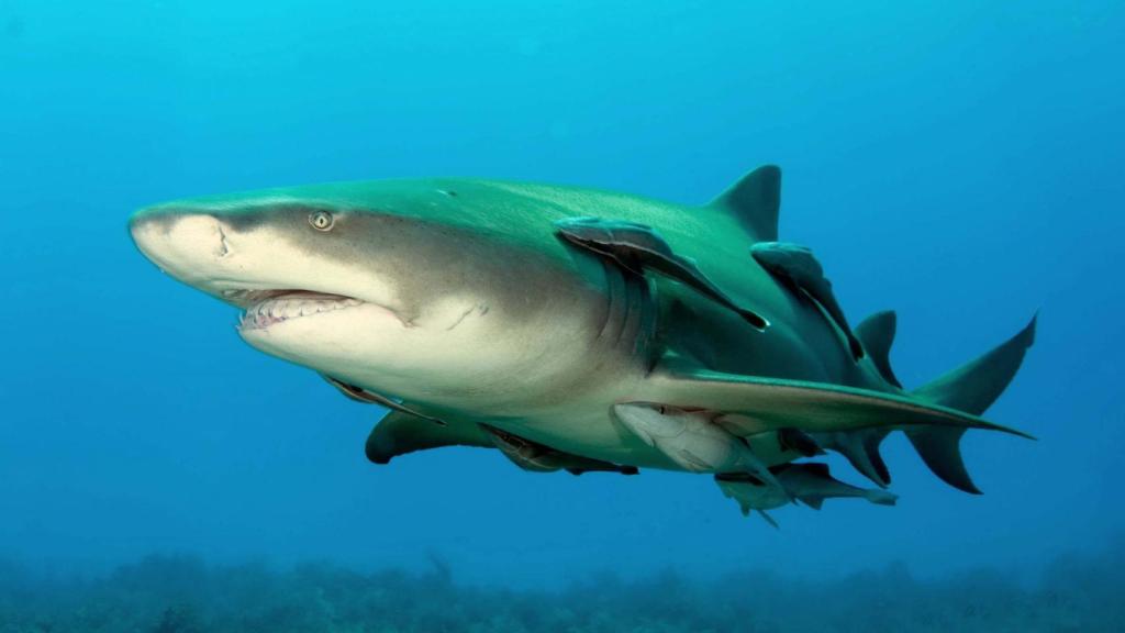 Imagen de archivo de un lemon shark