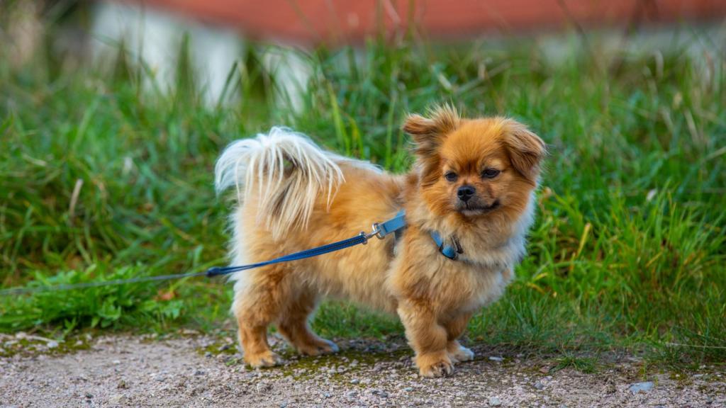 ¿Qué razas de perros nos hacen más felices? Un estudio tiene la respuesta