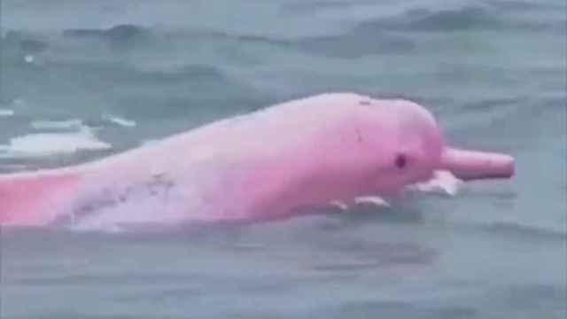 Un delfín de color rosa aparece en las costas de Louisiana, cerca de México