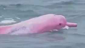 Un delfín de color rosa aparece en las costas de Louisiana, cerca de México