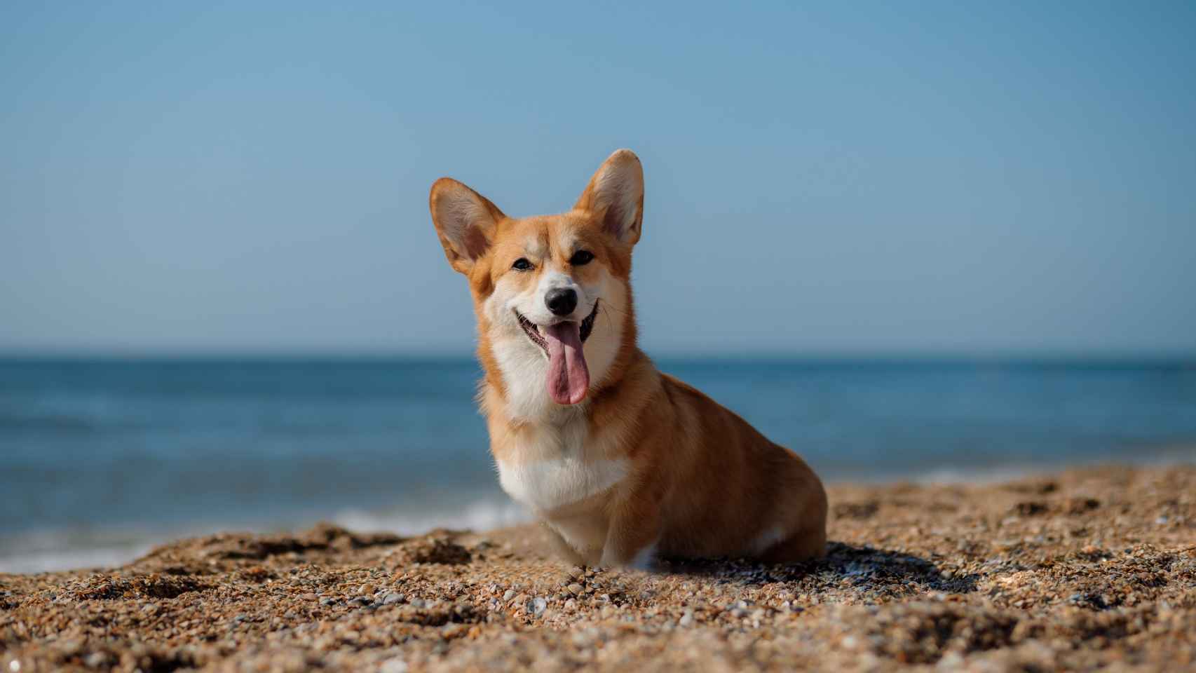 Un perro disfruta de un arenal en verano.
