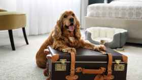 Un perro posando junto a una maleta.