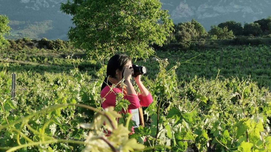 En verano también se puede hacer enoturismo