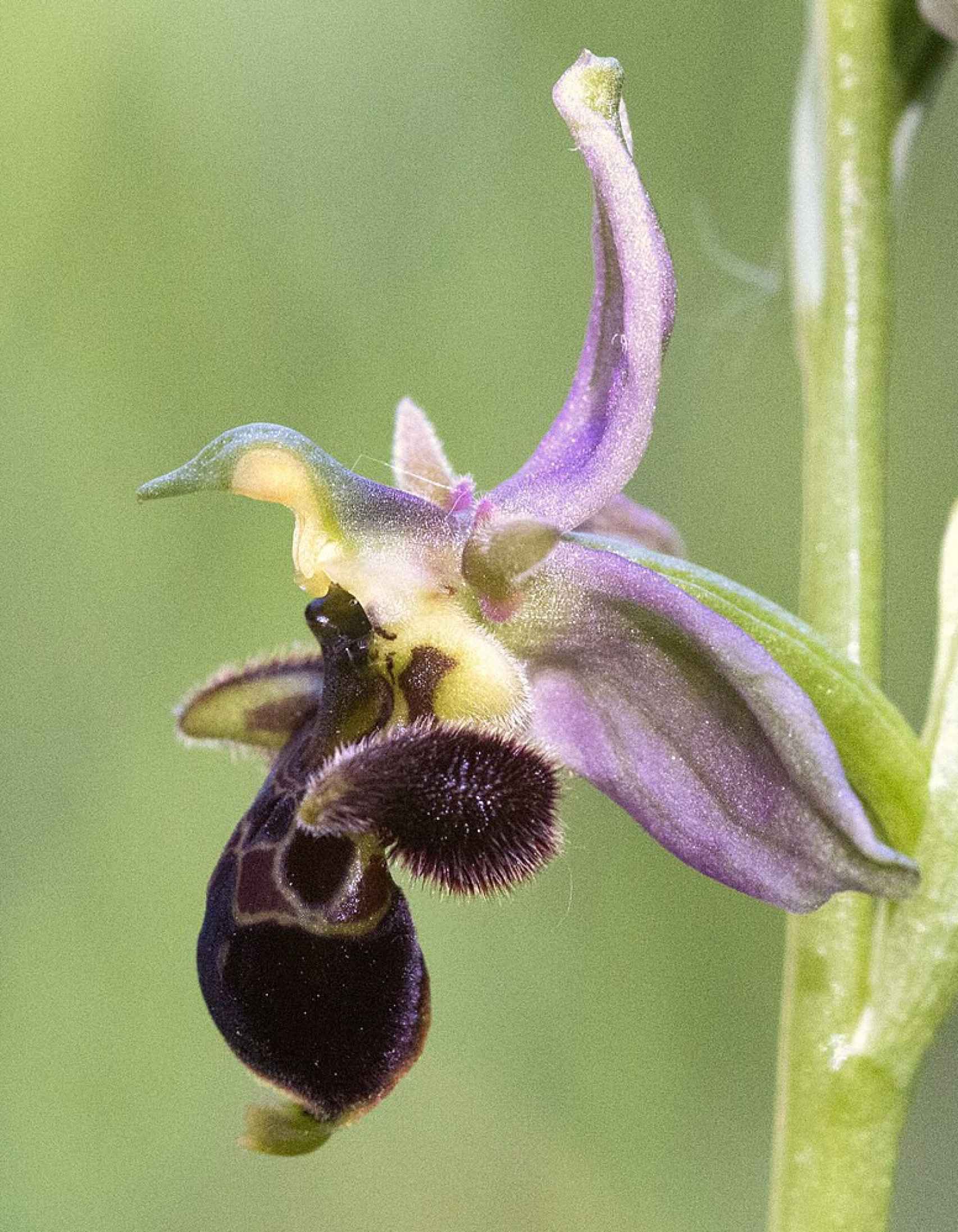 Ophrys_scolopax
