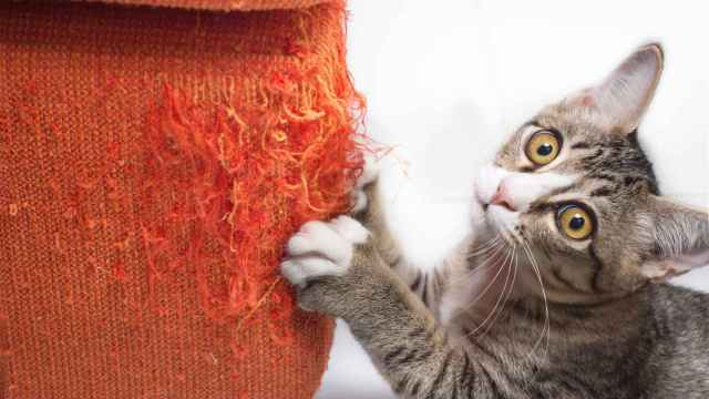 Imagen de archivo de un gato arañando un sofá naranja.