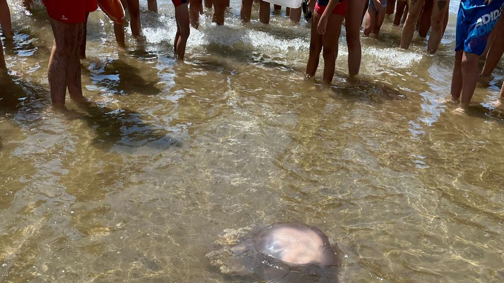 Los turistas de la playa de Bahía en Mazarrón, este miércoles, contemplando el enorme ejemplar de medusa de aguas atlánticas.