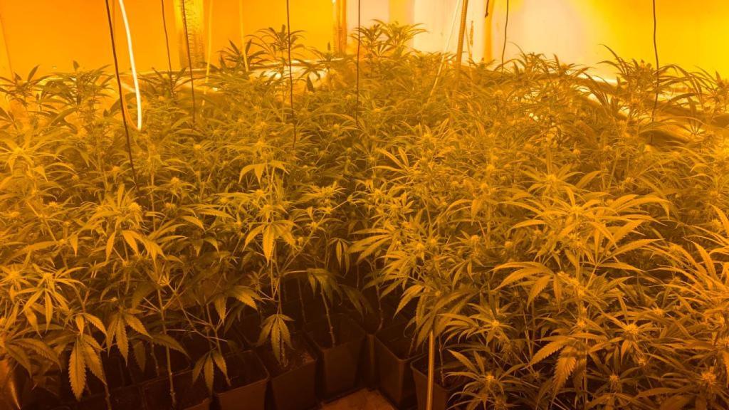 Muchos de los fraudes eléctricos se llevan a cabo en plantaciones ilegales de marihuana.