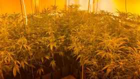 Muchos de los fraudes eléctricos se llevan a cabo en plantaciones ilegales de marihuana.