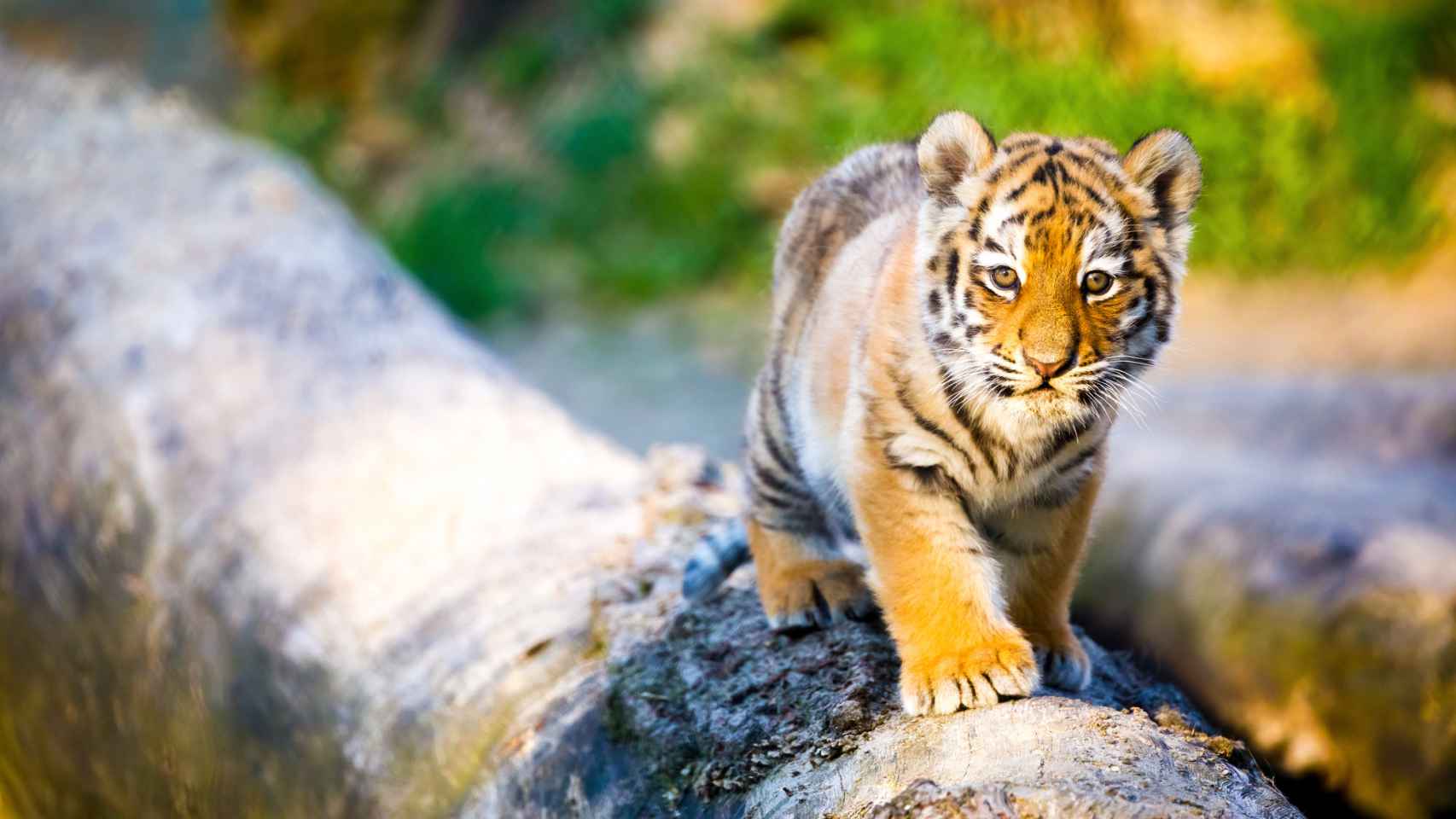 Imagen de un tigre pequeño.