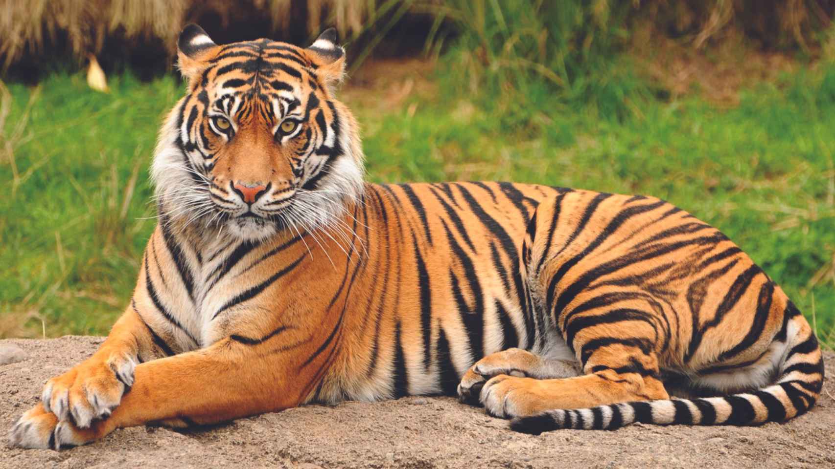 Día Internacional del Tigre: preguntas y respuestas sobre el mal llamado felino más grande del mundo.