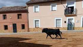 Imagen del toro durante el encierro urbano en Villafrechós