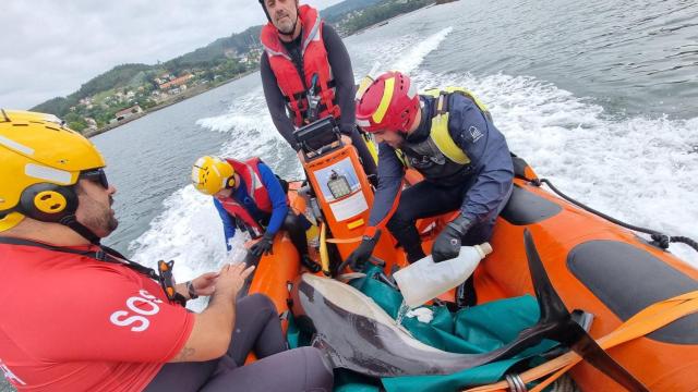 Protección Civil ayuda a 15 delfines a regresar al mar.