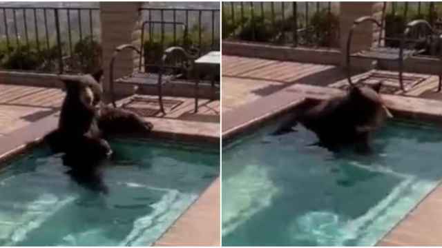 Un oso se baña en el jacuzzi de una casa en California