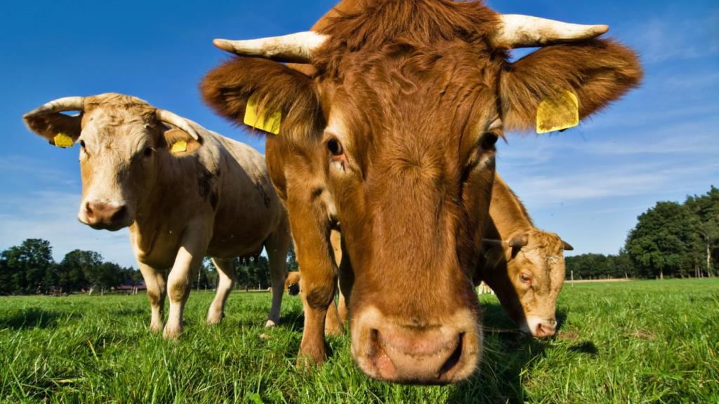 ¿Por qué Francia tiene que entregar tres vacas a España cada año?