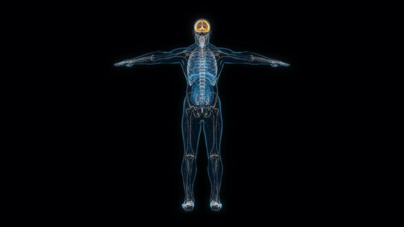 Representación del sistema nervioso de una persona. Imagen: UC3M.