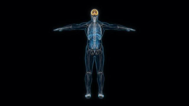 Representación del sistema nervioso de una persona. Imagen: UC3M.