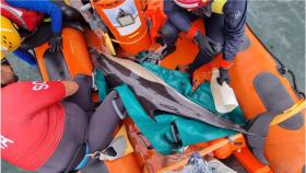 Los delfines rescatados.
